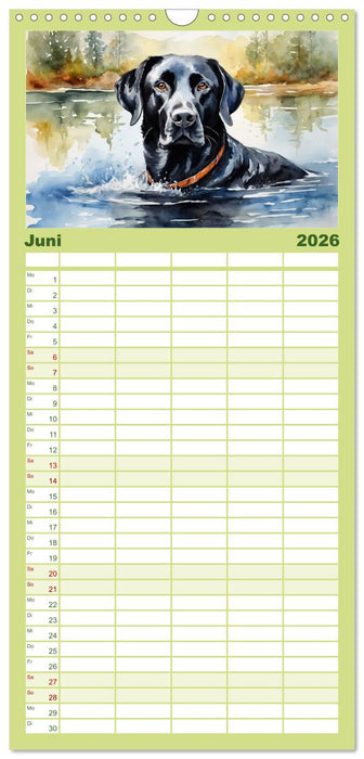 Voller Kraft und Energie - Labrador-Retriever (CALVENDO Familienplaner 2026)