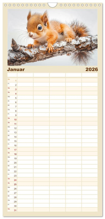 Lustige Eichhörnchen (CALVENDO Familienplaner 2026)