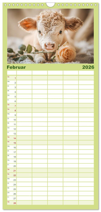 Schottische Hochland Rinder (CALVENDO Familienplaner 2026)