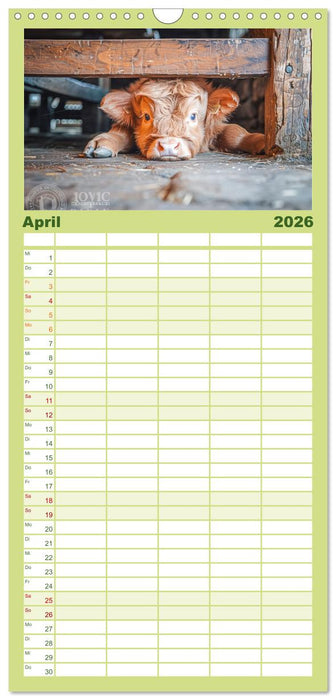 Schottische Hochland Rinder (CALVENDO Familienplaner 2026)