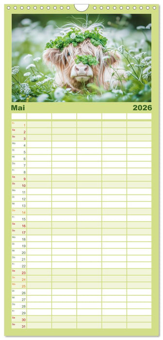 Schottische Hochland Rinder (CALVENDO Familienplaner 2026)