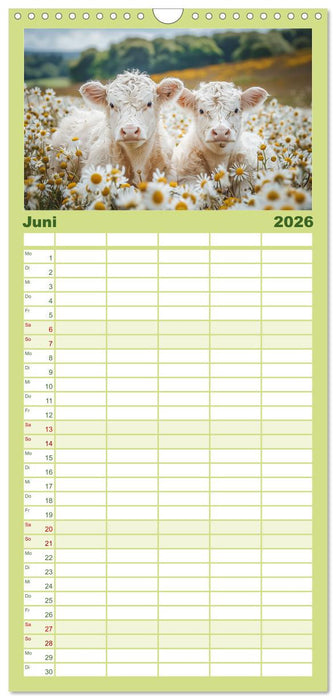 Schottische Hochland Rinder (CALVENDO Familienplaner 2026)