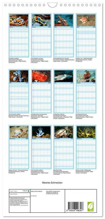 Meeres-Schnecken (CALVENDO Familienplaner 2026)