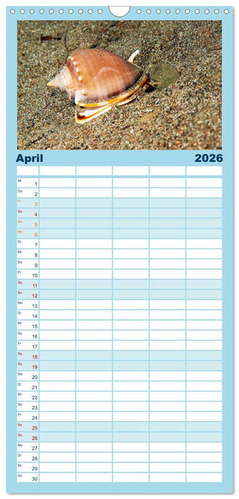 Meeres-Schnecken (CALVENDO Familienplaner 2026)