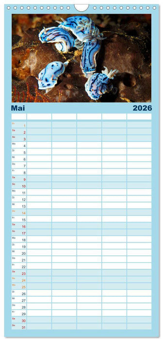 Meeres-Schnecken (CALVENDO Familienplaner 2026)