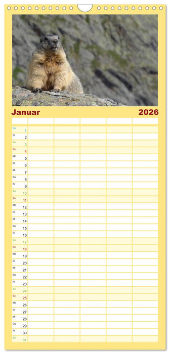 Und ewig pfeift das Murmeltier (CALVENDO Familienplaner 2026)