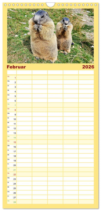 Und ewig pfeift das Murmeltier (CALVENDO Familienplaner 2026)