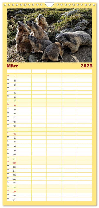 Und ewig pfeift das Murmeltier (CALVENDO Familienplaner 2026)