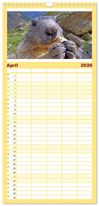 Und ewig pfeift das Murmeltier (CALVENDO Familienplaner 2026)