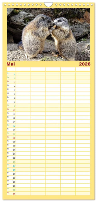 Und ewig pfeift das Murmeltier (CALVENDO Familienplaner 2026)