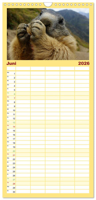 Und ewig pfeift das Murmeltier (CALVENDO Familienplaner 2026)