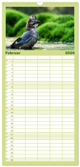 Vögel in heimischen Wäldern (CALVENDO Familienplaner 2026)