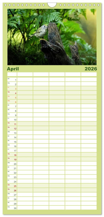 Vögel in heimischen Wäldern (CALVENDO Familienplaner 2026)
