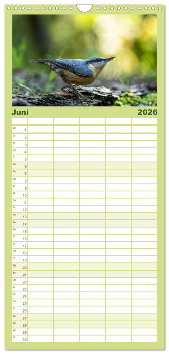 Vögel in heimischen Wäldern (CALVENDO Familienplaner 2026)