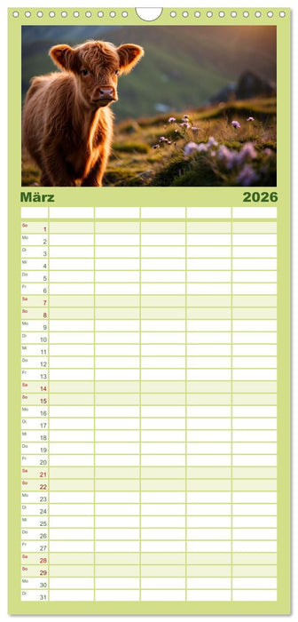 Highland Kühe (CALVENDO Familienplaner 2026)