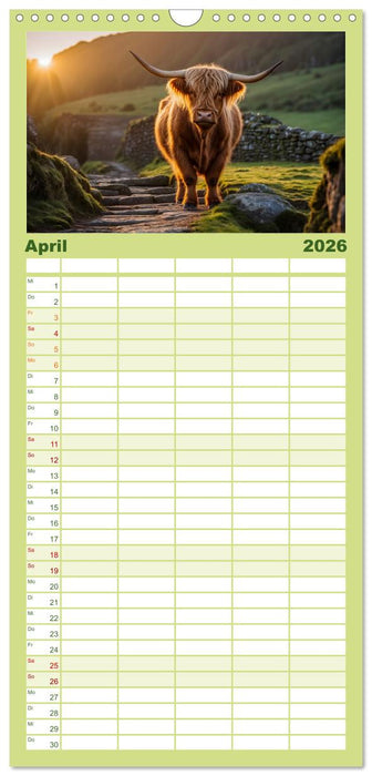 Highland Kühe (CALVENDO Familienplaner 2026)
