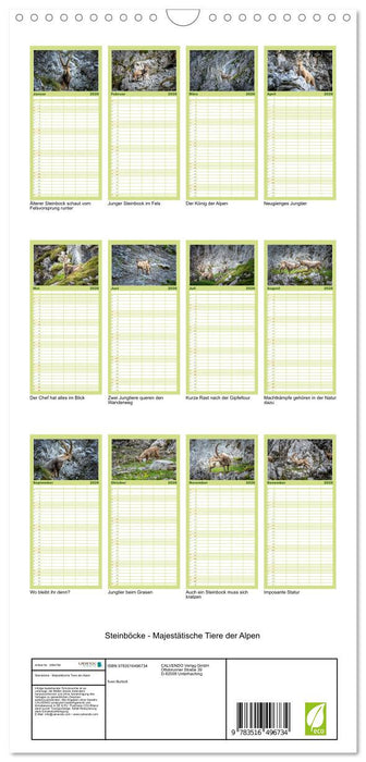 Steinböcke - Majestätische Tiere der Alpen (CALVENDO Familienplaner 2026)