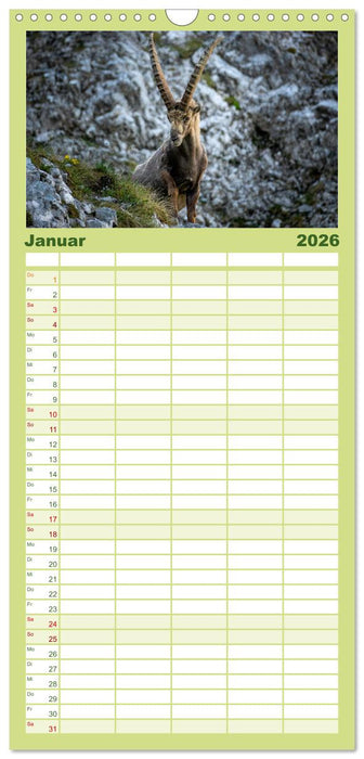 Steinböcke - Majestätische Tiere der Alpen (CALVENDO Familienplaner 2026)