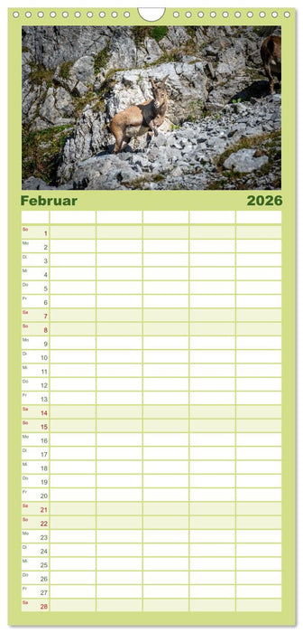 Steinböcke - Majestätische Tiere der Alpen (CALVENDO Familienplaner 2026)