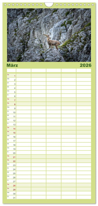 Steinböcke - Majestätische Tiere der Alpen (CALVENDO Familienplaner 2026)
