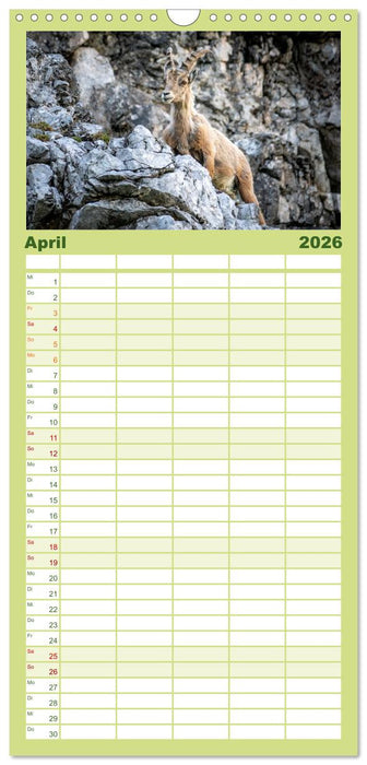 Steinböcke - Majestätische Tiere der Alpen (CALVENDO Familienplaner 2026)