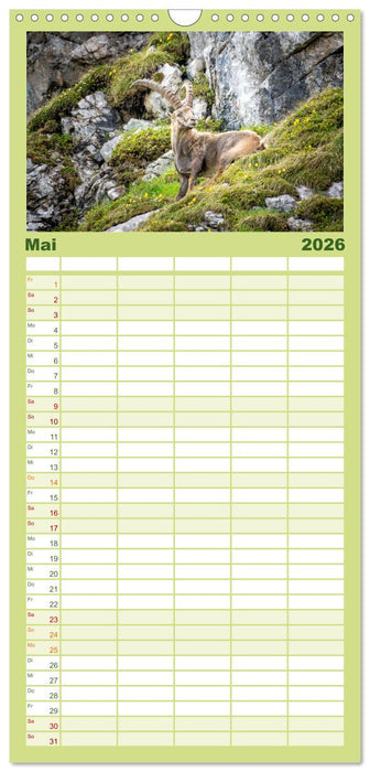 Steinböcke - Majestätische Tiere der Alpen (CALVENDO Familienplaner 2026)