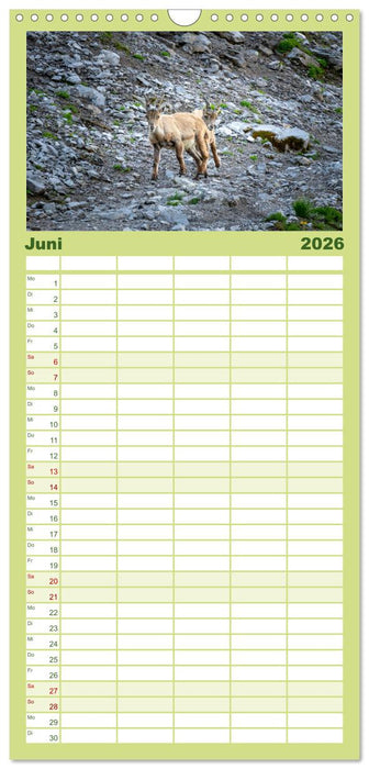 Steinböcke - Majestätische Tiere der Alpen (CALVENDO Familienplaner 2026)