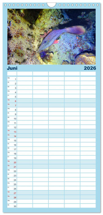 Geheimnisvolle Welt unter Wasser - Nachts am Riff (CALVENDO Familienplaner 2026)