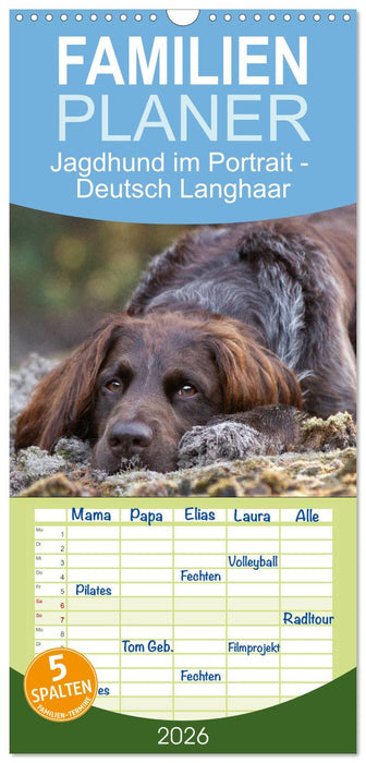 Jagdhund im Portrait - Deutsch Langhaar (CALVENDO Familienplaner 2026)