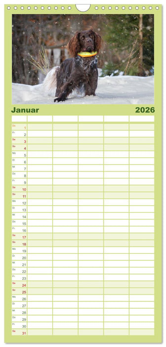 Jagdhund im Portrait - Deutsch Langhaar (CALVENDO Familienplaner 2026)
