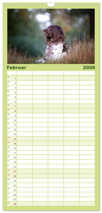 Jagdhund im Portrait - Deutsch Langhaar (CALVENDO Familienplaner 2026)