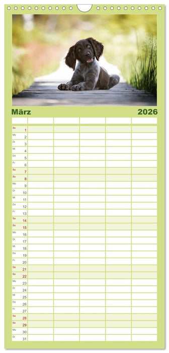 Jagdhund im Portrait - Deutsch Langhaar (CALVENDO Familienplaner 2026)