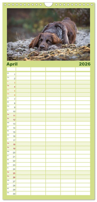 Jagdhund im Portrait - Deutsch Langhaar (CALVENDO Familienplaner 2026)