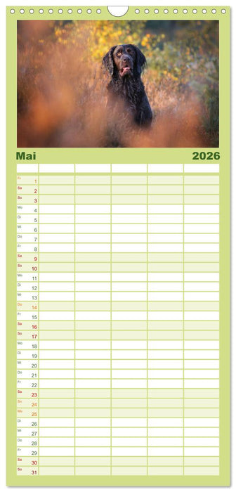 Jagdhund im Portrait - Deutsch Langhaar (CALVENDO Familienplaner 2026)