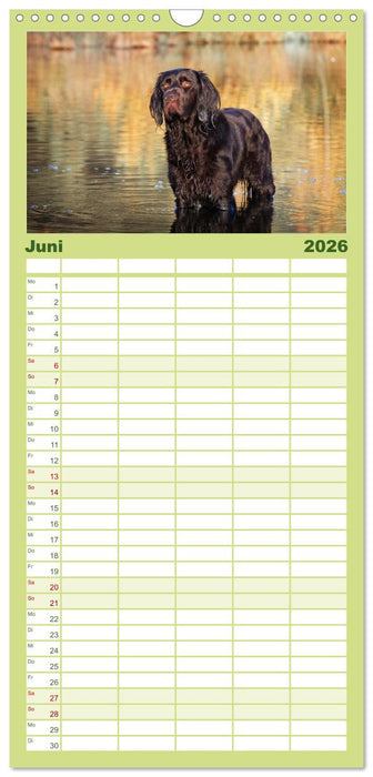 Jagdhund im Portrait - Deutsch Langhaar (CALVENDO Familienplaner 2026)