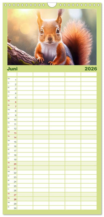 Der Eichhörnchen-Kalender (CALVENDO Familienplaner 2026)