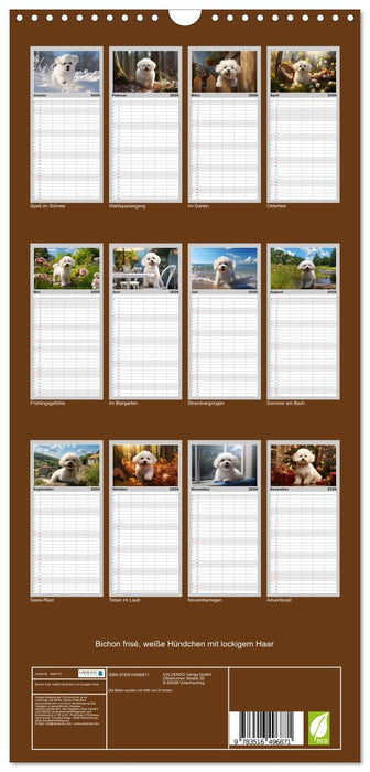 Bichon frisé, weiße Hündchen mit lockigem Haar (CALVENDO Familienplaner 2026)