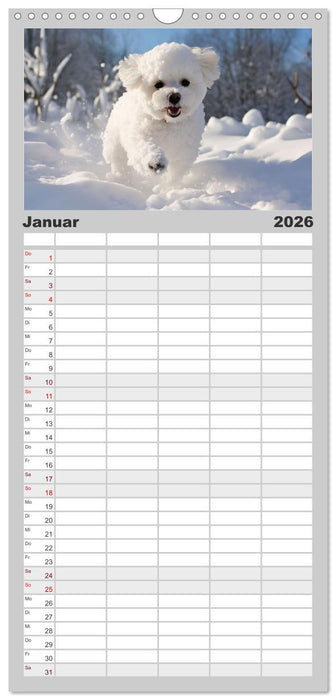 Bichon frisé, weiße Hündchen mit lockigem Haar (CALVENDO Familienplaner 2026)