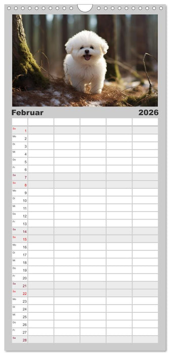 Bichon frisé, weiße Hündchen mit lockigem Haar (CALVENDO Familienplaner 2026)