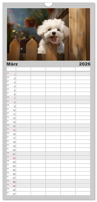 Bichon frisé, weiße Hündchen mit lockigem Haar (CALVENDO Familienplaner 2026)