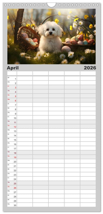 Bichon frisé, weiße Hündchen mit lockigem Haar (CALVENDO Familienplaner 2026)