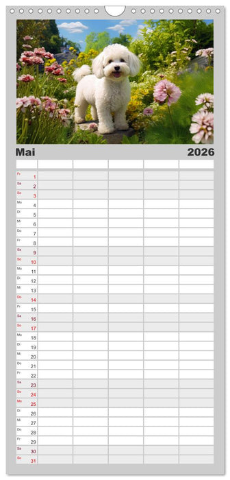 Bichon frisé, weiße Hündchen mit lockigem Haar (CALVENDO Familienplaner 2026)