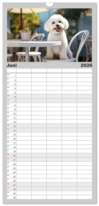 Bichon frisé, weiße Hündchen mit lockigem Haar (CALVENDO Familienplaner 2026)