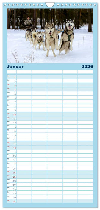 Huskies! (CALVENDO Familienplaner 2026)