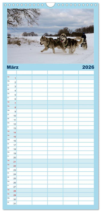 Huskies! (CALVENDO Familienplaner 2026)