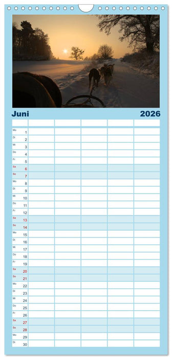 Huskies! (CALVENDO Familienplaner 2026)