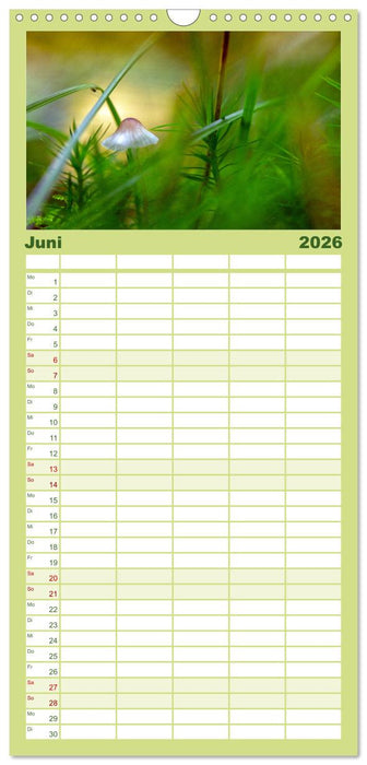 Pilzmagie (CALVENDO Familienplaner 2026)