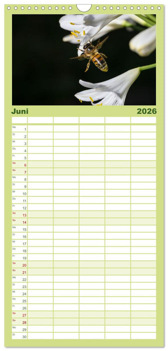 Die Wunderwelt der Biene (CALVENDO Familienplaner 2026)