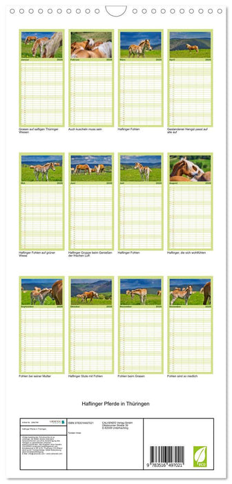 Haflinger Pferde in Thüringen (CALVENDO Familienplaner 2026)