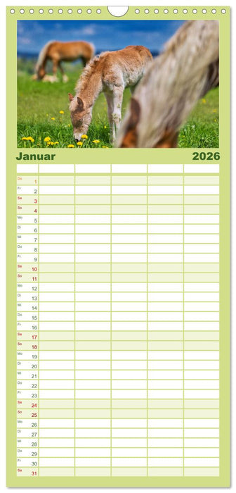 Haflinger Pferde in Thüringen (CALVENDO Familienplaner 2026)